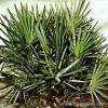 Saw Palmetto P.E.