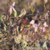 Cranberry Fruit P.E.Vaccinium oxycoccos