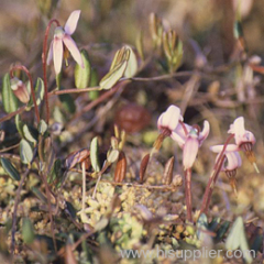 Cranberry Fruit P.E.Vaccinium oxycoccos