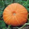 Pumpkin Seed P.E.Cucurbita pepo