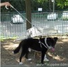 PET UMBRELLA