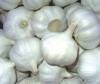 Pure White Garlic
