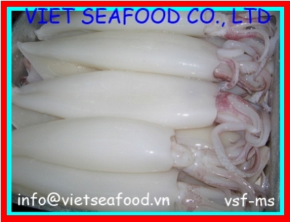 Block Frozen Whole Cleaned Loligo Squid