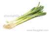 Fresh Green Onion