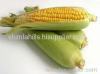 Fresh Sweet Corn