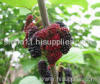 Mulberry extract