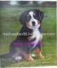 oil painting, animal oil painting, pets oil painting