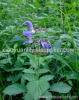 Salvia miltiorrhiza Root extract lily@botanicealextraction