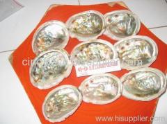 Abalone Shell, Mop Shell
