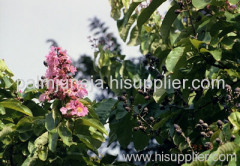 Banaba (Legerstroemia Speciosa) Extract