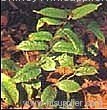 Medicinal Indianmulberry Root P.E.