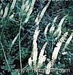 Black Cohosh P.E.