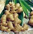 Ginger Root P.E.