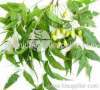 Neem Leaf (Azadirachta Indica) Extract