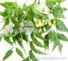 Neem Leaf (Azadirachta Indica) Extract