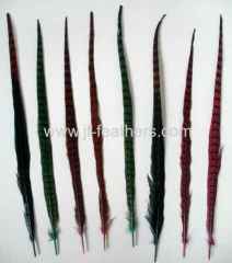 Ringneck Pheasant Tail in color