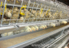 Broiler Chicken Cage