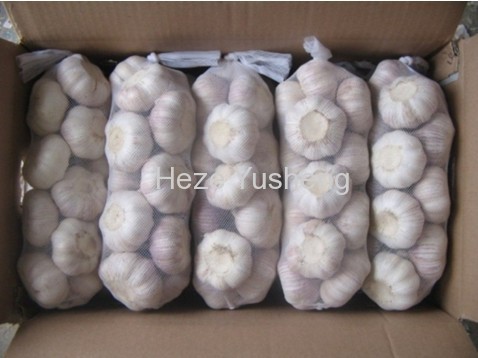 1kg garlic in 10kg/carton