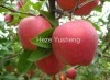 China fresh apple