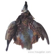 Male Narrow-collared Pheasant