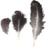 Ostrich Feather Bundled