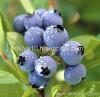 Bilberry P.E.