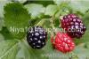 Mulberry fruit P.E