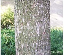 Pine Bark Extract