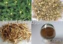 Tribulus Terrestris Extract