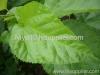 Mulberry Leaf Extract