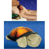 Twilight Turtle Soothing Night Light