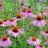 Echinacea P.E.