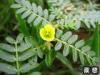 Tribulus Terrestris PE.