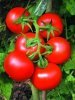 Lycopene96%