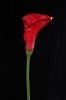 artificial calla flower