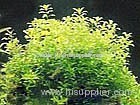 Trberculate Speranskia Herb (Shirley at virginforestplant dot com)