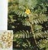 Tribulus terrestris P.E. (Shirley at virginforestplant dot com)