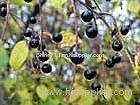 Prunus Asiatica Extract(Shirley at virginforestplant dot com)