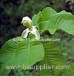 Magnolia P.E. (Shirley at virginforestplant dot com)