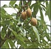 Horse Chestnut P.E. (Shirley at virginforestplant dot com)