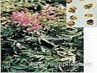 Corydalis Extract (Shirley at virginforestplant dot com)