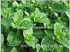 Peppermint Extract (Shirley at virginforestplant dot com)
