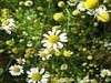 Chamomile Extract (Shirley at virginforestplant dot com)