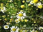 Chamomile Extract (Shirley at virginforestplant dot com)