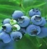 Blueberry Powder (Shirley at virginforestplant dot com)