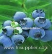 Blueberry Powder (Shirley at virginforestplant dot com)