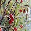 Rose Hip Powder (Shirley at virginforestplant dot com)