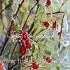 Rose Hip Powder (Shirley at virginforestplant dot com)