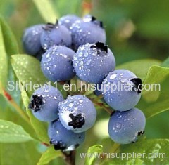 Lingonberry Powder (Shirley at virginforestplant dot com)
