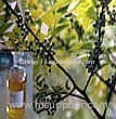 Litsea Cubeba Oil (Shirley at virginforestplant dot com)